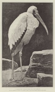 A Learned Judge (Tantalus Stork), from the Exhibition of Drawings and Paintings of Birds, at the Fine Art Society